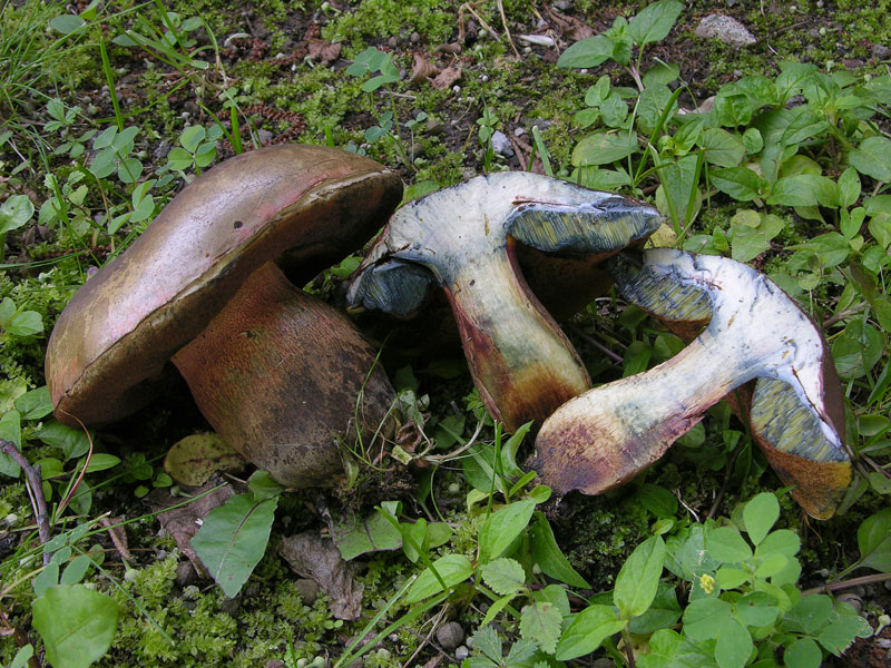 Boletus luridus e Leccinum carpini.